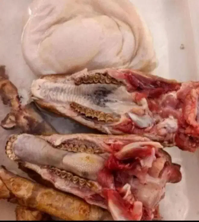 گوسفند زنده پرواری نصف‌ونصف گوشت میده|حیوانات مزرعه|قم, الغدیر|دیوار