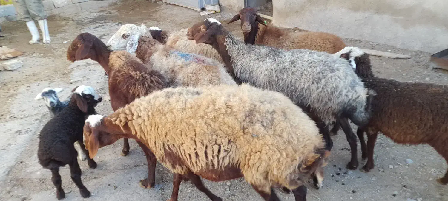 میش و بره مهربانی درشت|حیوانات مزرعه|درگزین, |دیوار