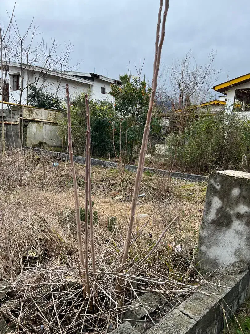 به قیمت ترین زمین ساحلی نوشهر/مالک هستم/بدون واسطه|فروش زمین و ملک کلنگی|نوشهر, |دیوار