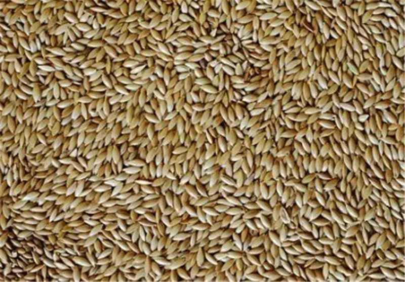 تخم کتان|عمده‌فروشی|خرمدره, |دیوار