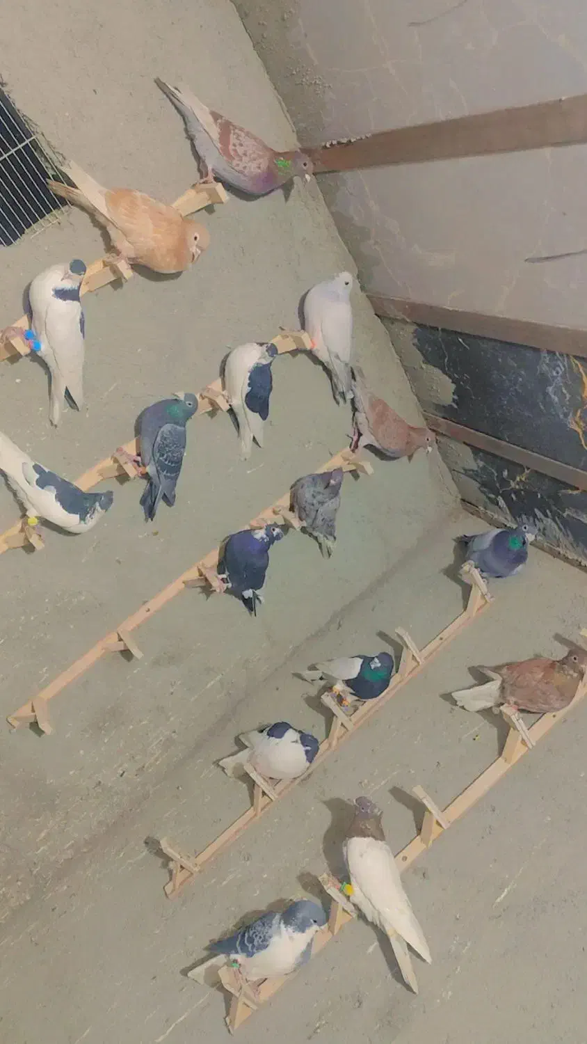 کبوتر|پرنده|ملک‌آباد, |دیوار