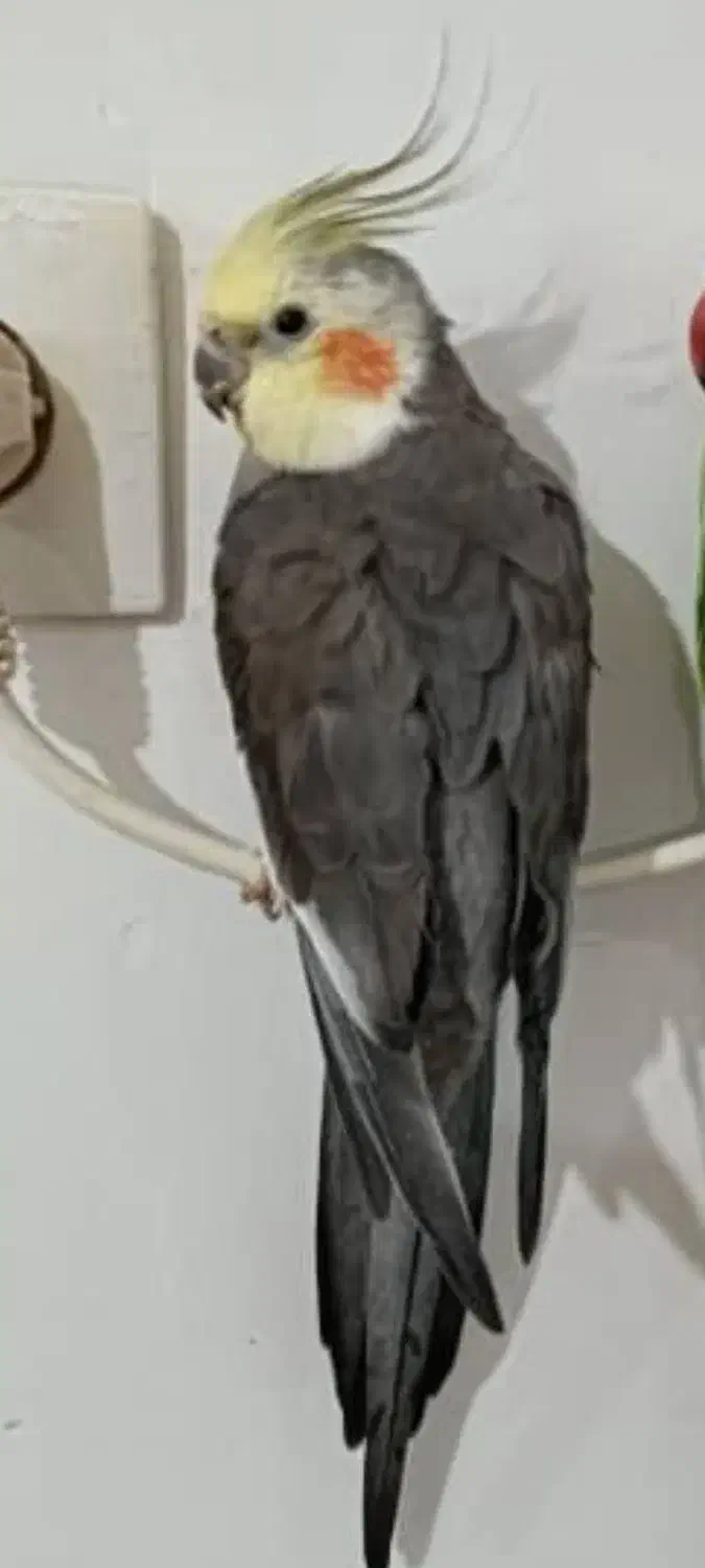 یک عدد عروس هلندی گم شده است|حیوانات|قزوین, |دیوار