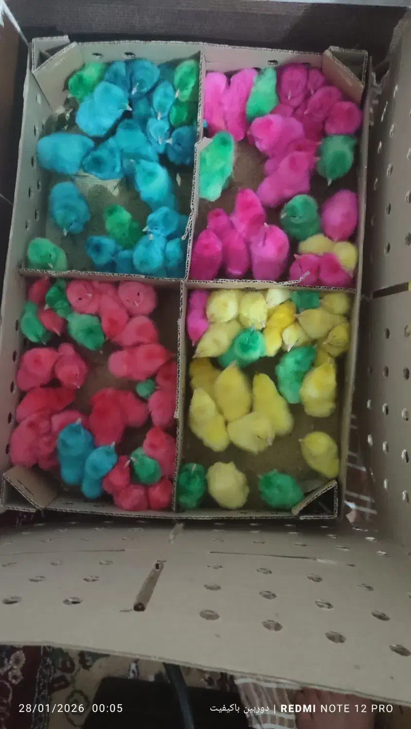 جوجه رنگی عمده است|حیوانات مزرعه|شیروان (لرستان), |دیوار