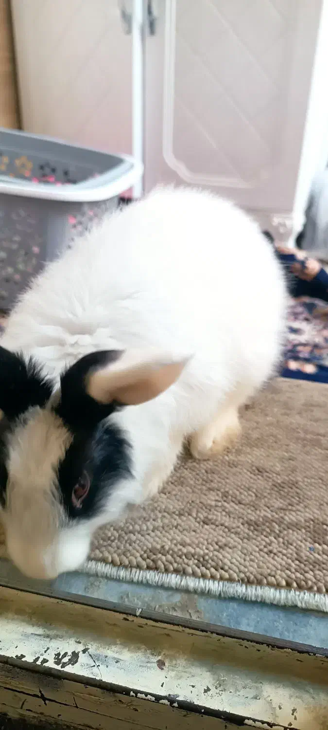 خرگوش|موش و خرگوش|مریوان, |دیوار