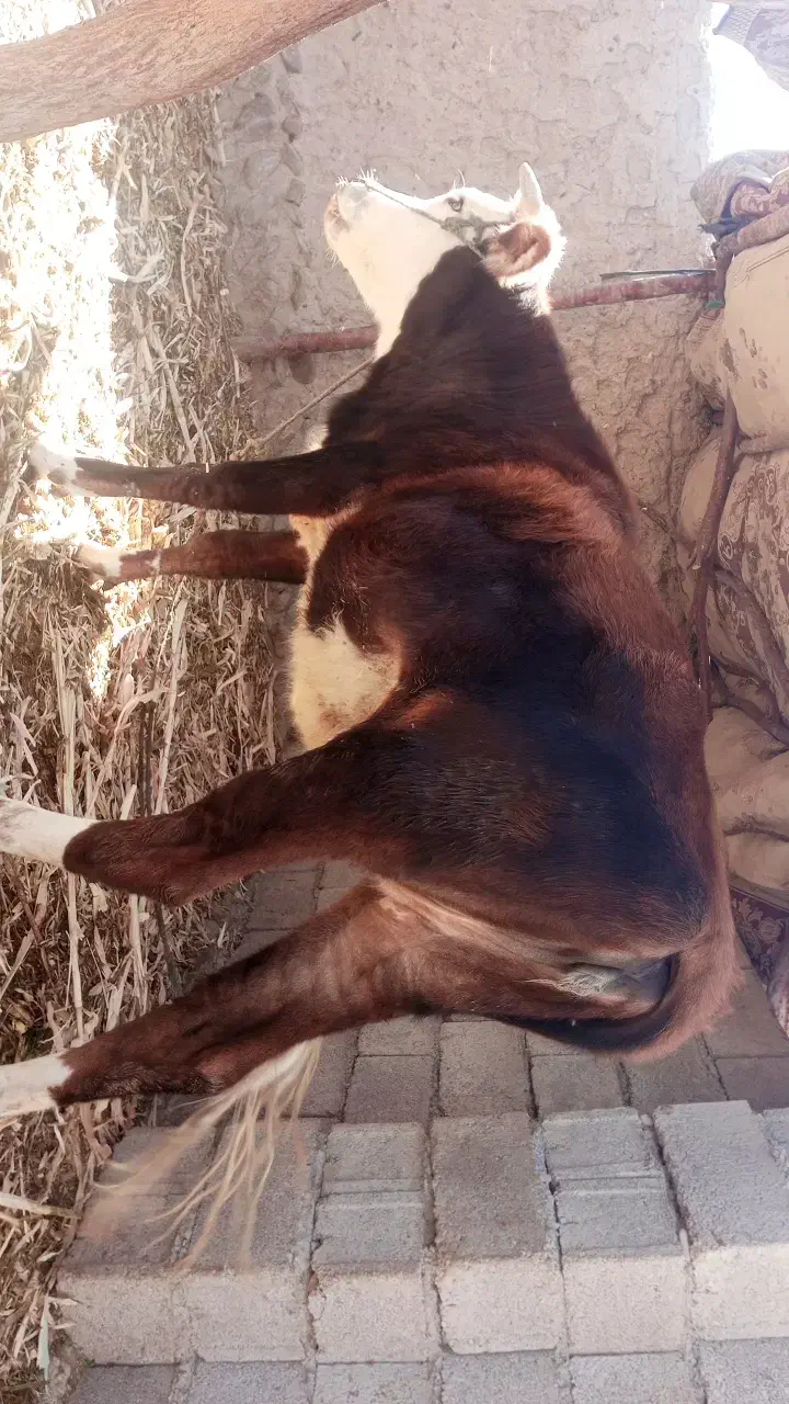 گاو فروشی شش هفت ماه که بارادر|حیوانات مزرعه|بیرک, |دیوار