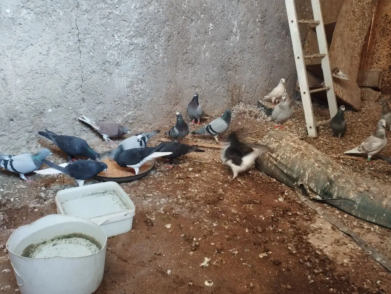 بیست تا نر پلاکی|پرنده|برازجان, |دیوار