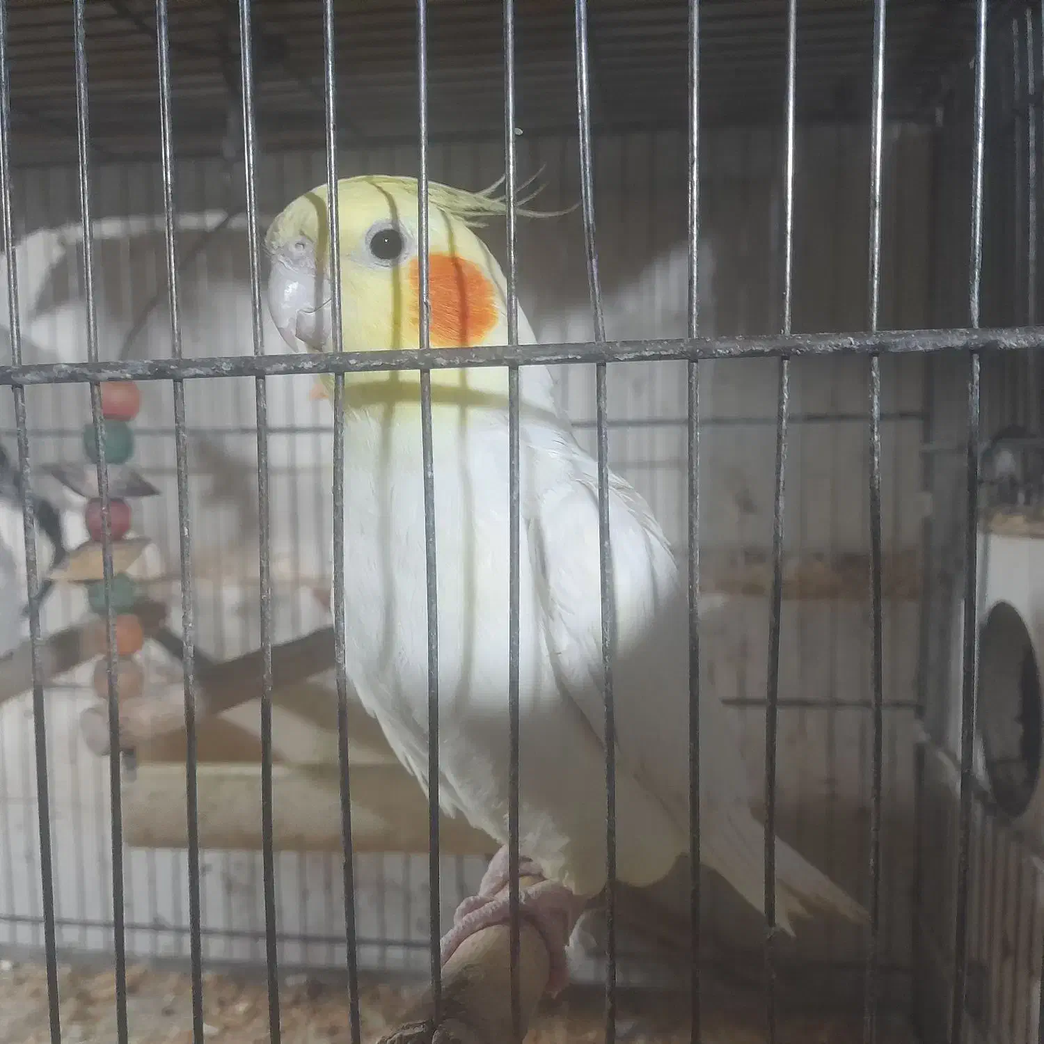 عروس|پرنده|قم, آزادگان|دیوار