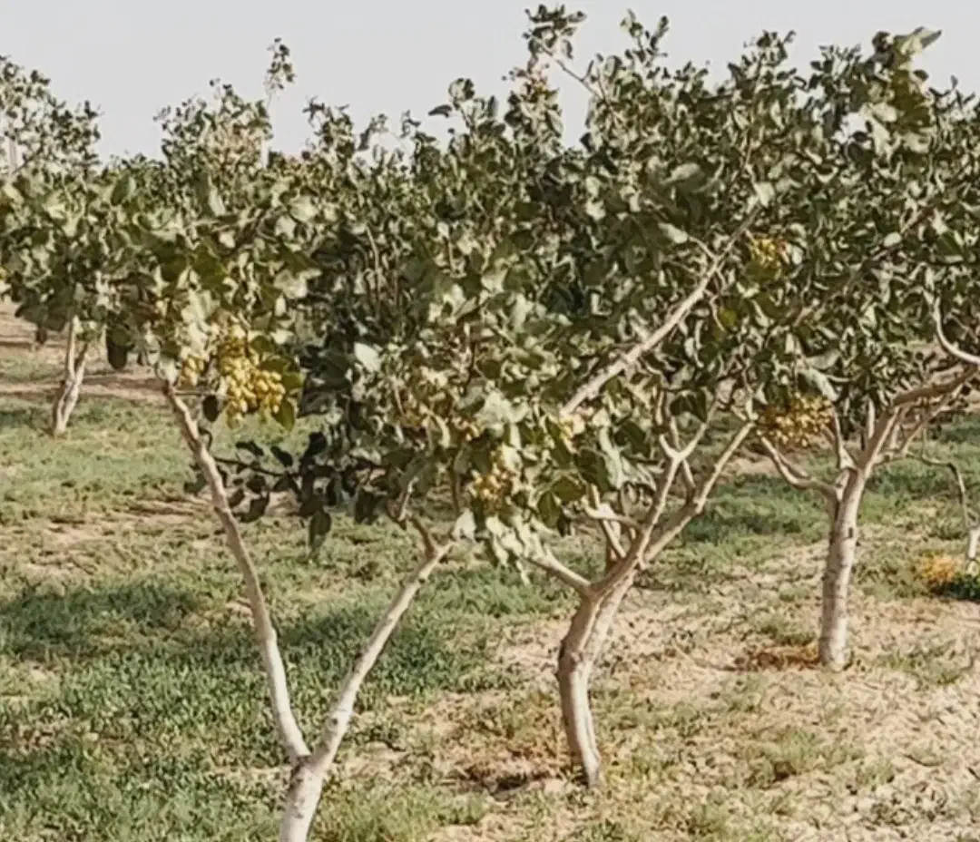 باغ پسته ۲۰ ساله، یک هکتار،فروش فوری(زیرقیمت )|فروش دفتر صنعتی، کشاورزی، تجاری|قنوات, |دیوار