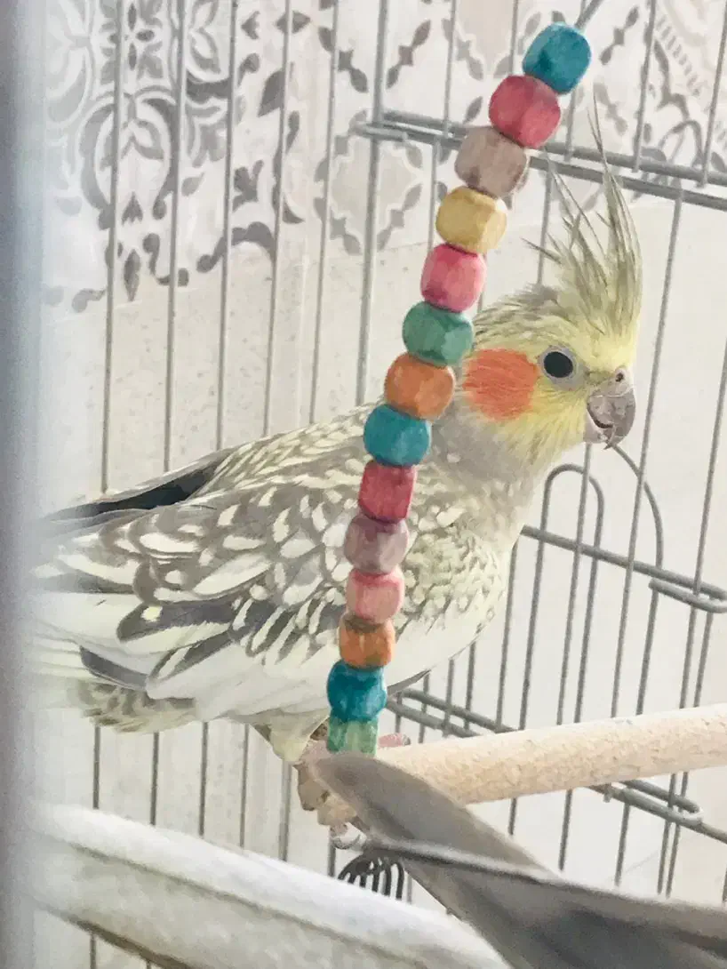 عروس هلندی ماده|پرنده|داراب, |دیوار