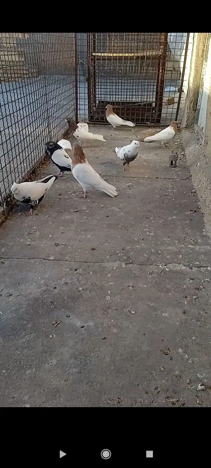 پرنده|حیوانات|بروجرد, |دیوار