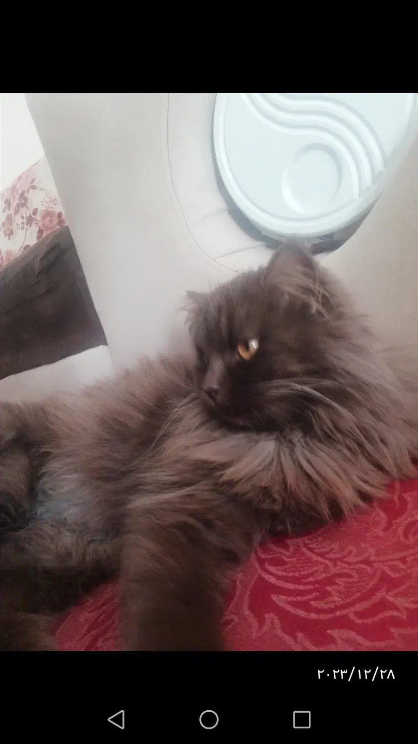 گربه پرشین،قهوه ایی وسفید|گربه|رفسنجان, |دیوار