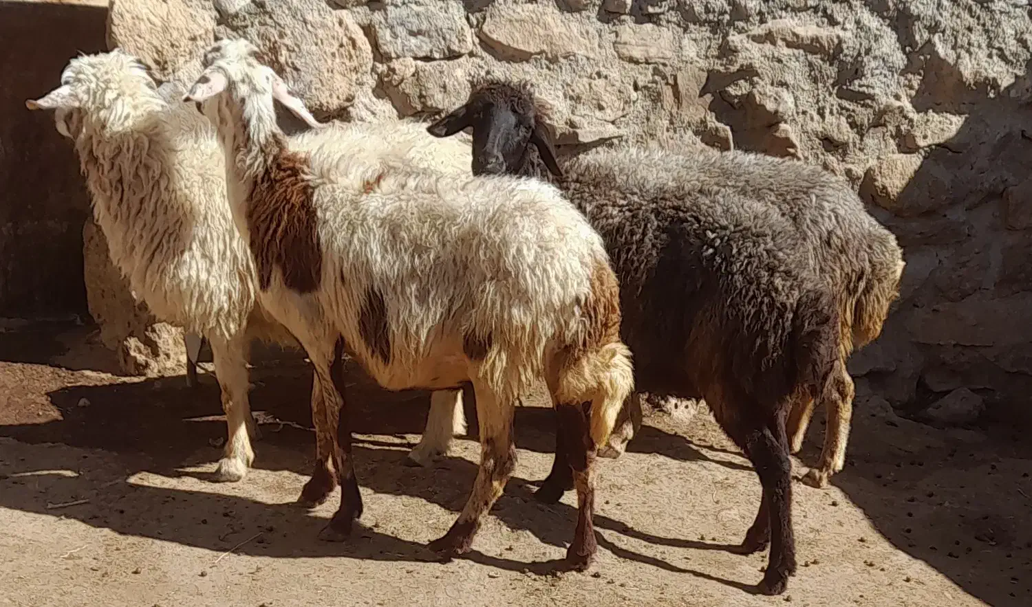 فروش میش|حیوانات مزرعه|پاپی, |دیوار