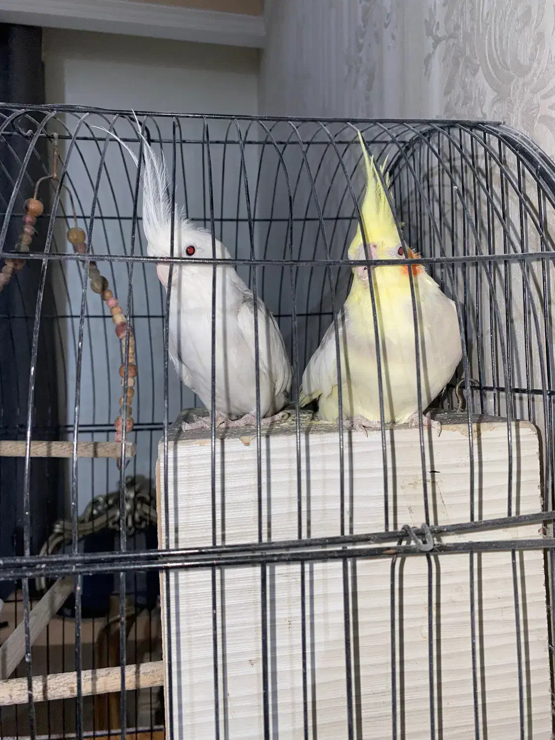 عروس هلندی یک جفت دم بلند|پرنده|تهران, امام زاده عبدالله|دیوار