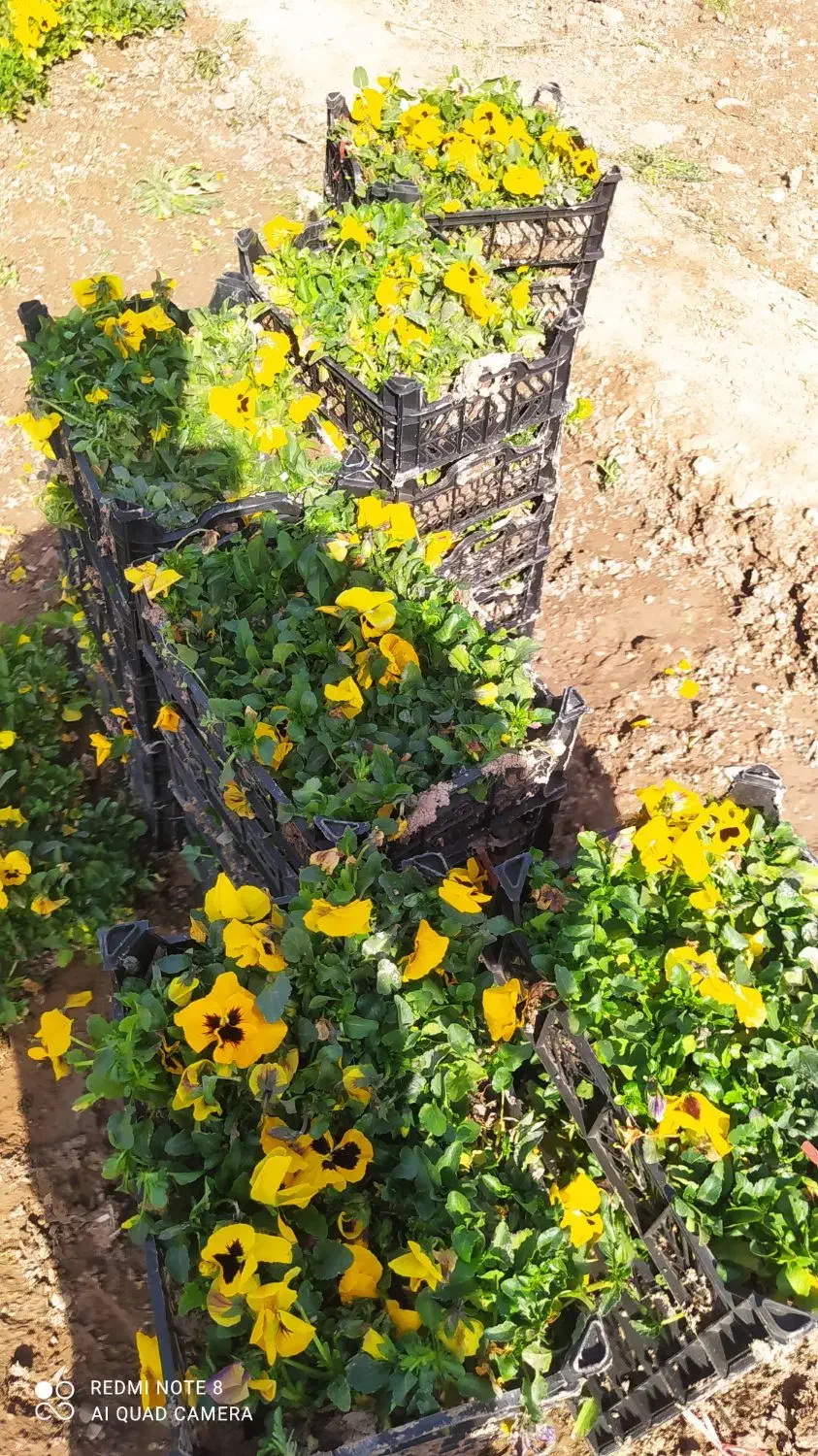 بنفشه F2|گل و گیاه طبیعی|پاکدشت, پاکدشت (مامازند)|دیوار