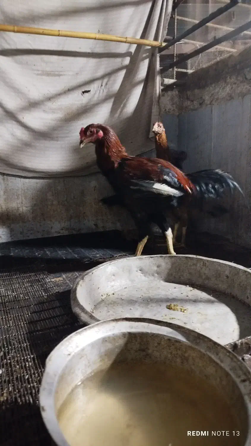 مرغ خروس لاری|حیوانات مزرعه|فاضل آباد, |دیوار