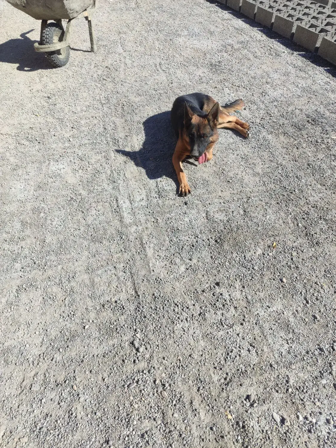 سگ ژرمن|سگ|کرمان, |دیوار