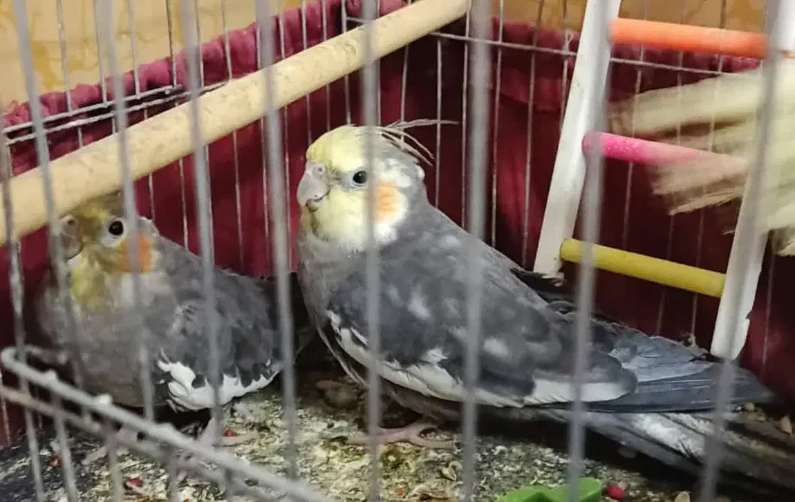 پرنده انواع عروس هلندی..|پرنده|کارون, |دیوار