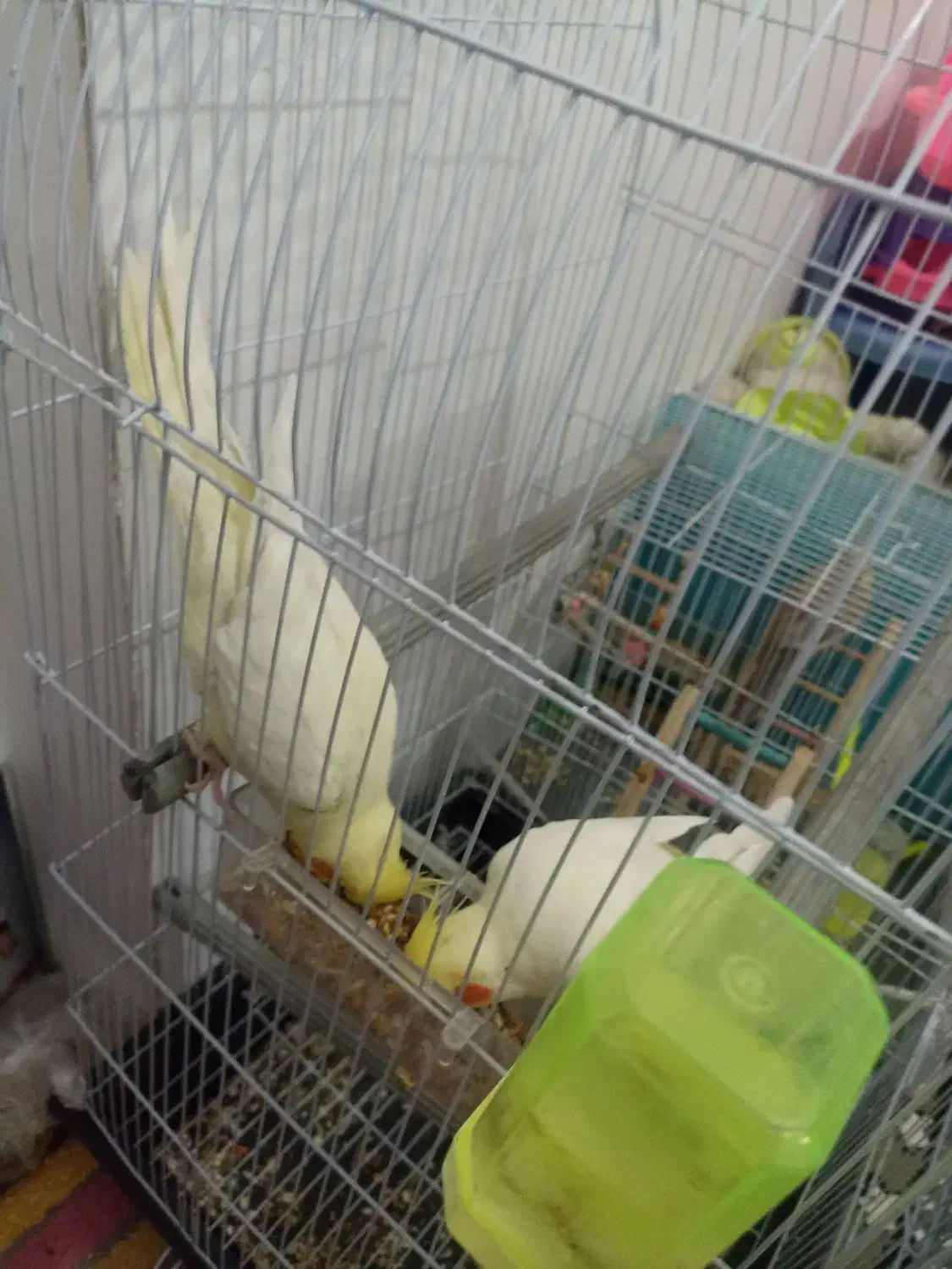 عروس هلندی لوتینو|پرنده|مشهد, هنرور|دیوار