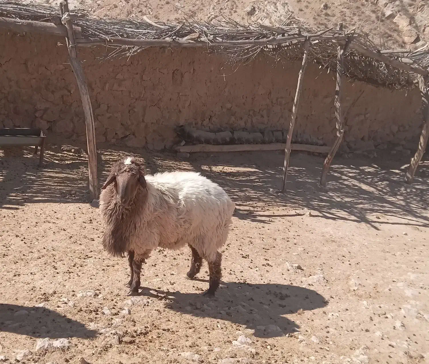 قوچ هترو جوان|حیوانات مزرعه|بجنورد, |دیوار