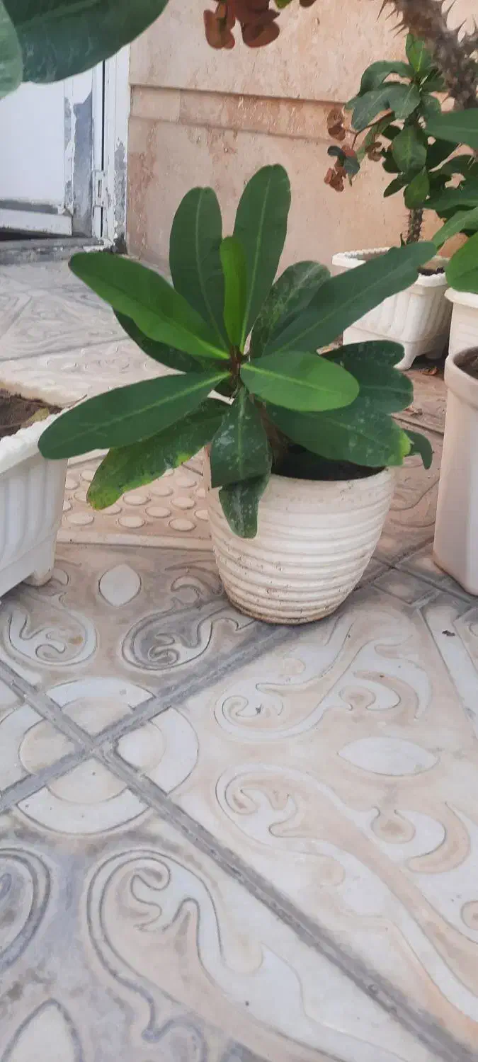 فروش ۴ عدد گل مرجان گل درشت|گل و گیاه طبیعی|بناب, |دیوار