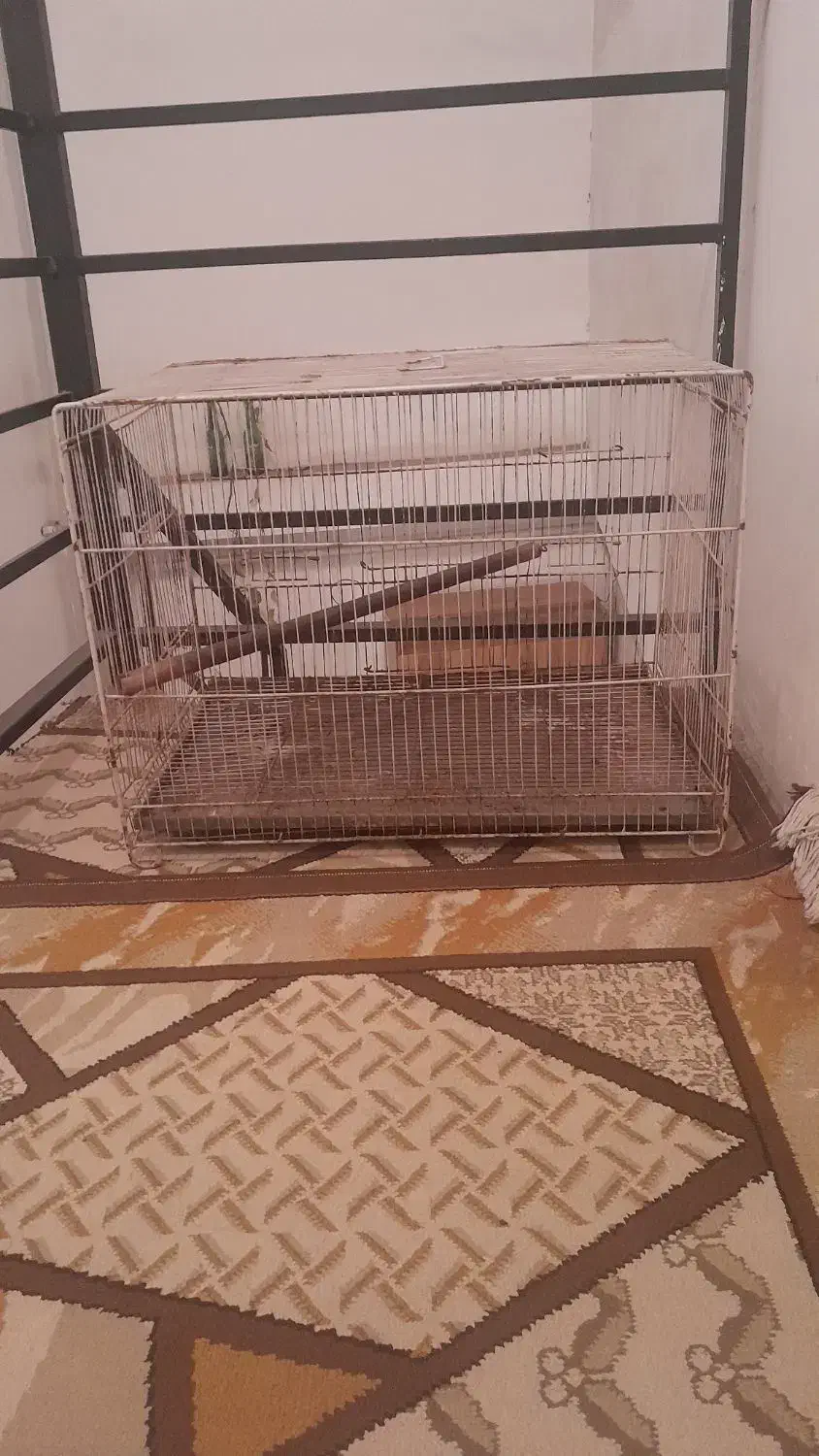 قفس پرنده|لوازم جانبی حیوانات|ساری, |دیوار