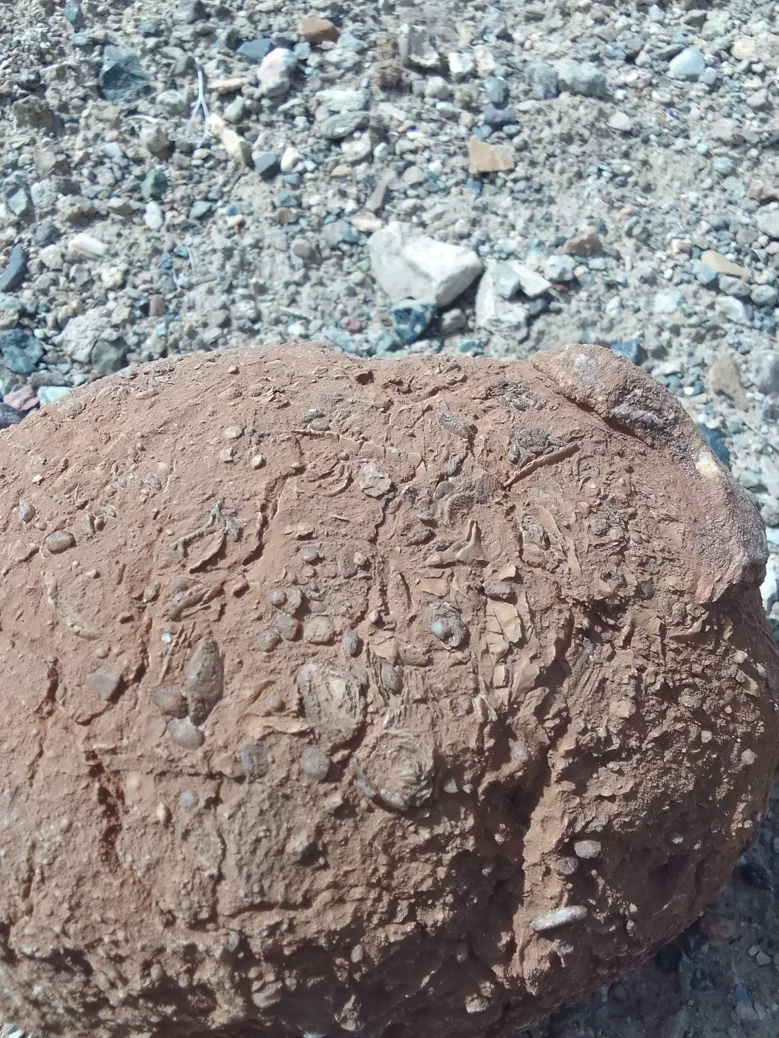 طبیعت|کلکسیون و سرگرمی|بیرجند, |دیوار