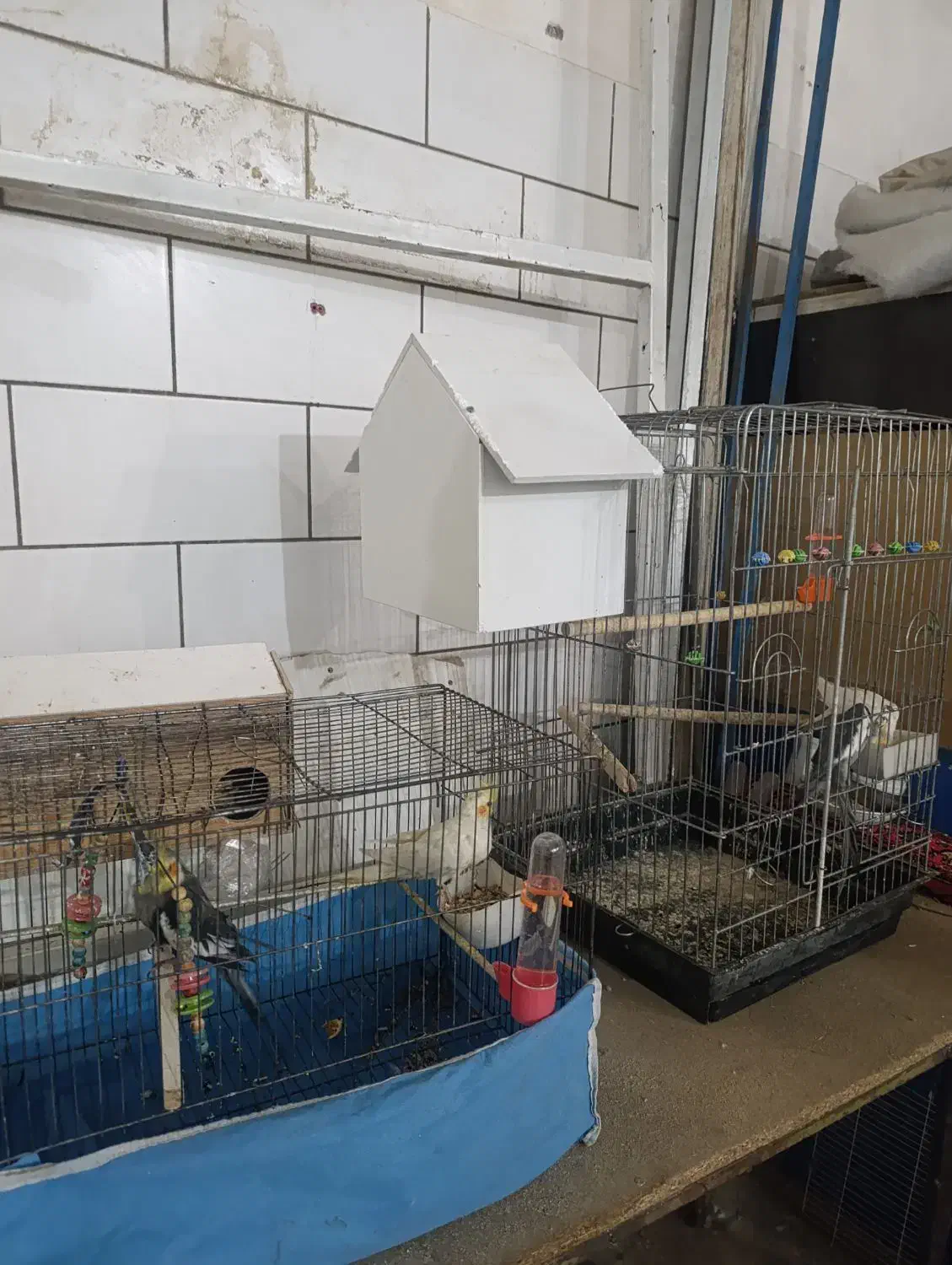 عروس هلندی|پرنده|شهرکرد, |دیوار