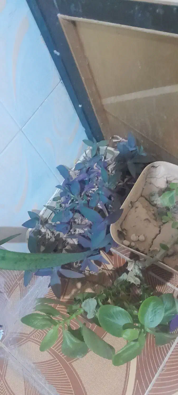 گل طبیعی با گلدان|گل و گیاه طبیعی|دهدشت, |دیوار