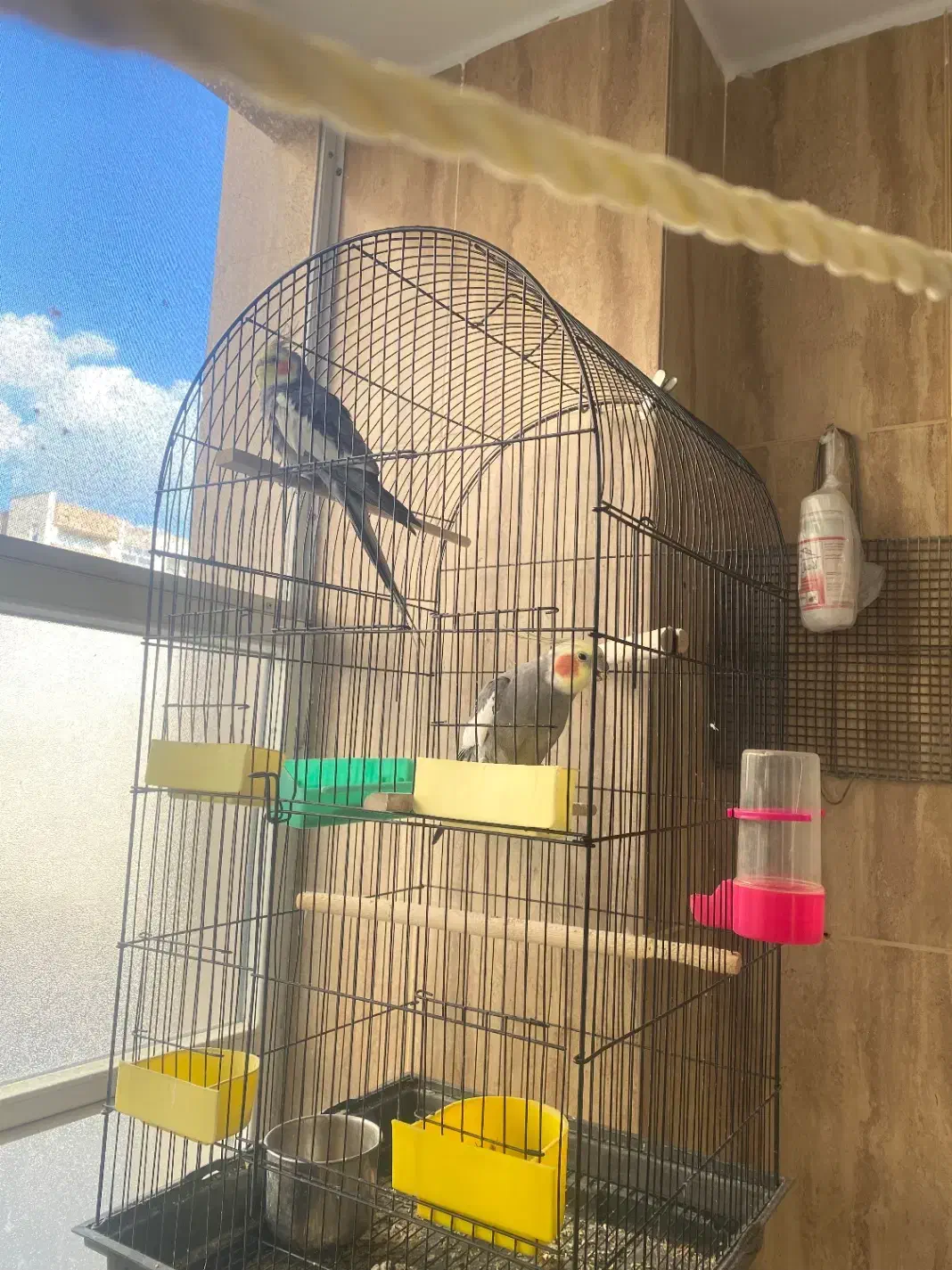 عروس هلندی نر به قیمت مناسب|پرنده|خمینی‌شهر, |دیوار