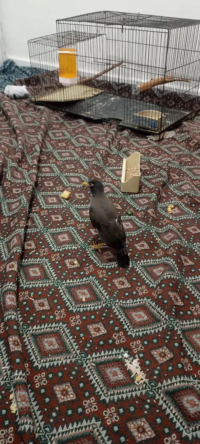 مرغ مینا رام|پرنده|ری, دولتآباد|دیوار