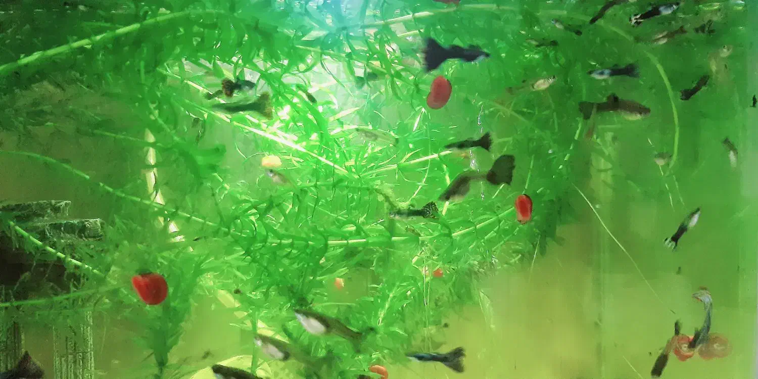 ماهی گوپی گیاه دم‌گربه‌ای حلزون رامشورن پلنت بچه|ماهی|فردیس, شهرک اسکویی|دیوار