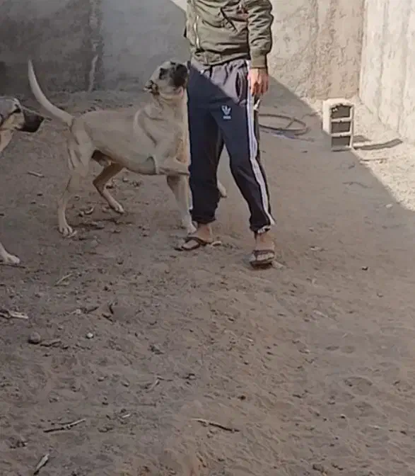 سرابی..نر|سگ|کاشان, راوند|دیوار