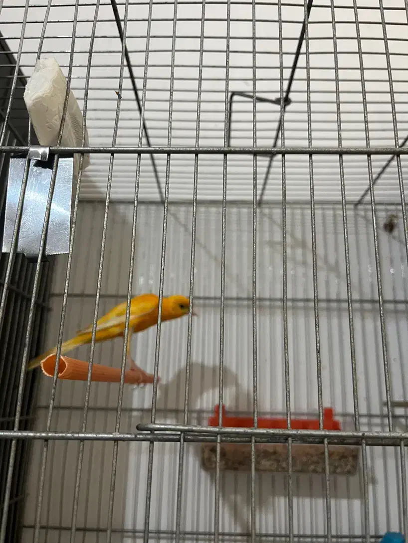 جفت قناری یه سرجیبرپرتقالی|پرنده|رفسنجان, |دیوار