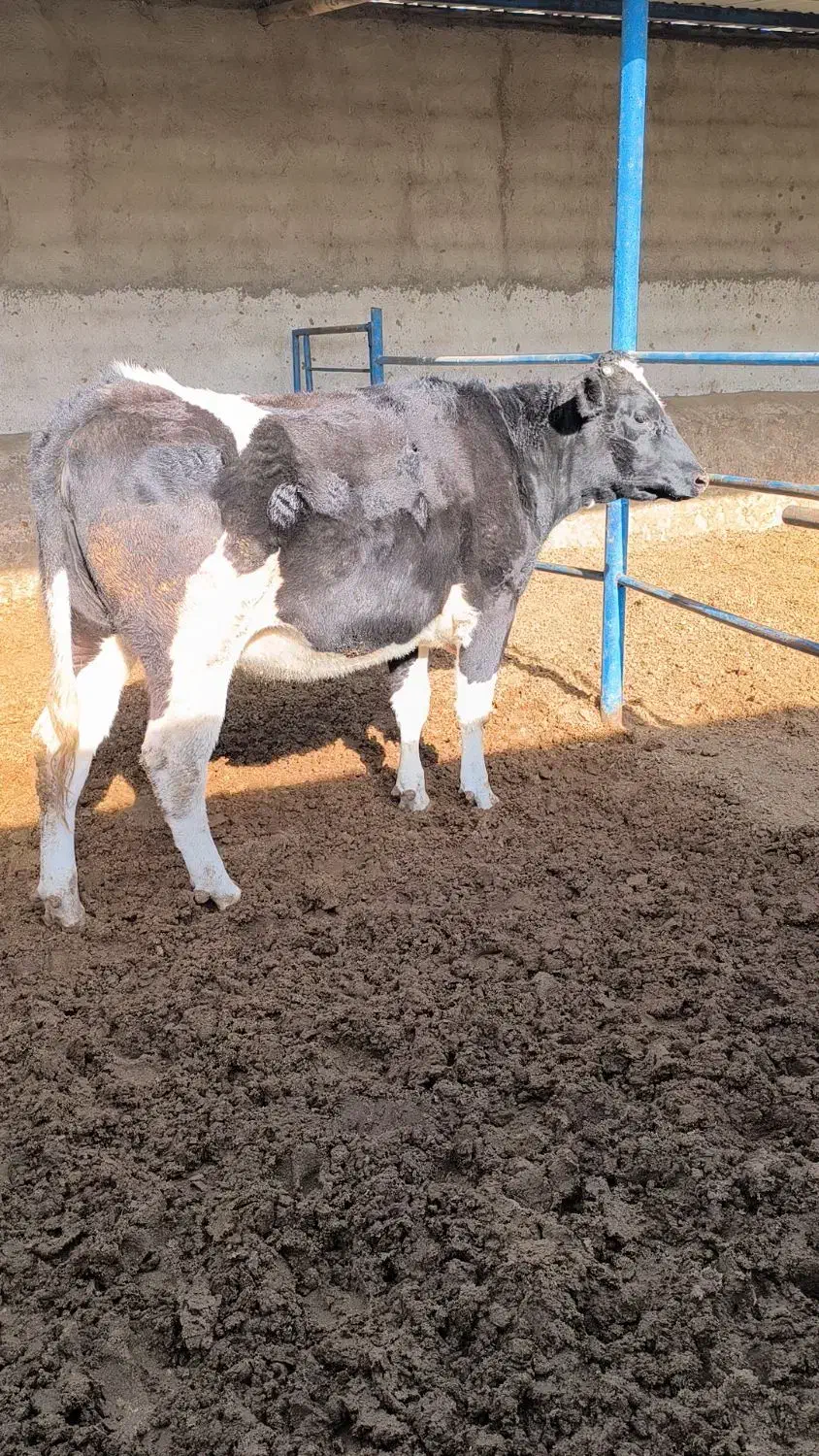 گاو و گوساله|حیوانات مزرعه|نیشابور, مازول|دیوار