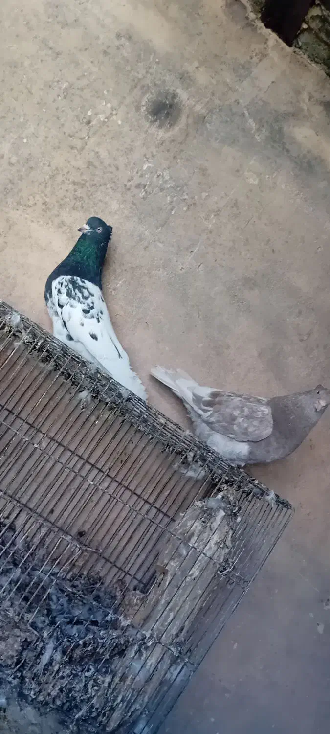 دمسفید|پرنده|آباده, |دیوار