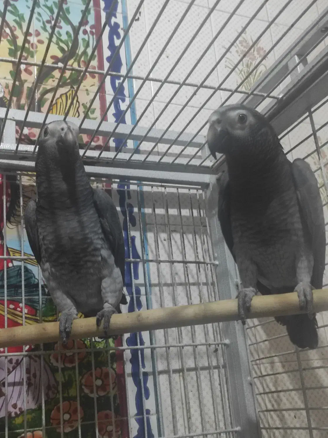 کاسکو شکلاتی نر وماده|پرنده|لاهیجان, رجایی|دیوار