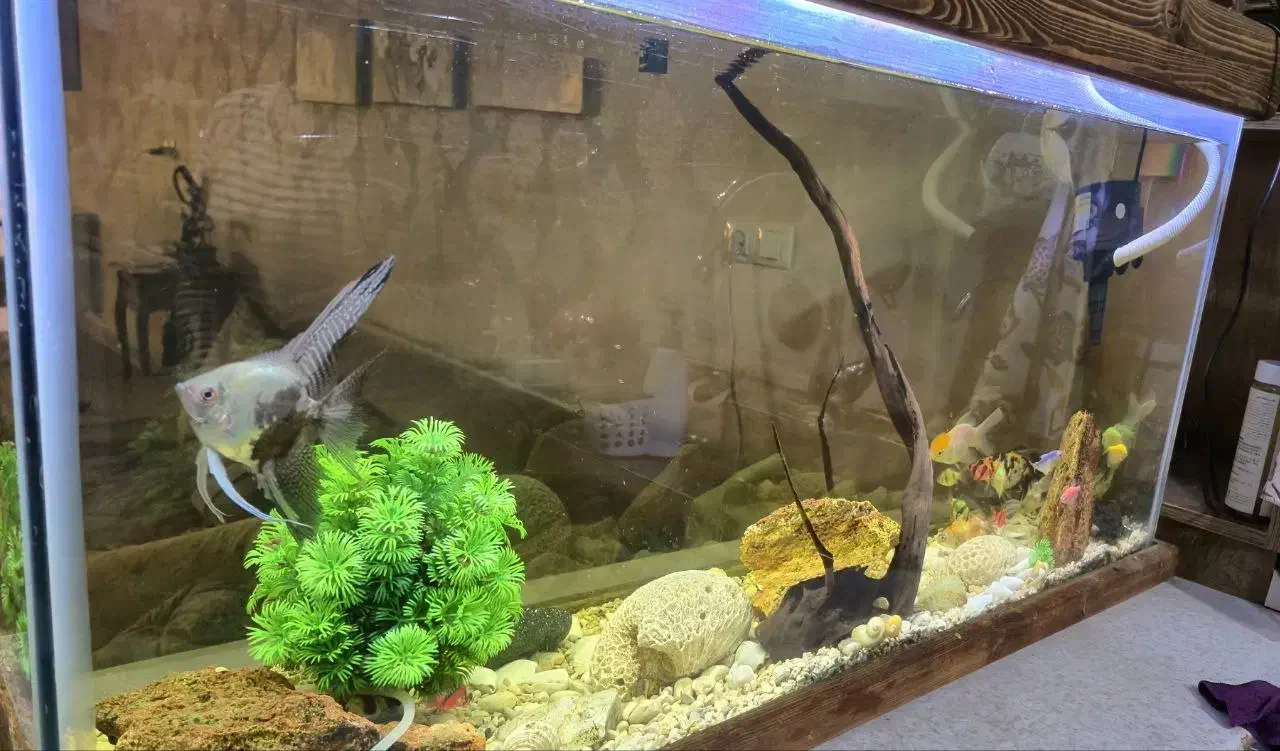 آکواریوم همراه با ماهی|ماهی|اصفهان, خانه اصفهان|دیوار