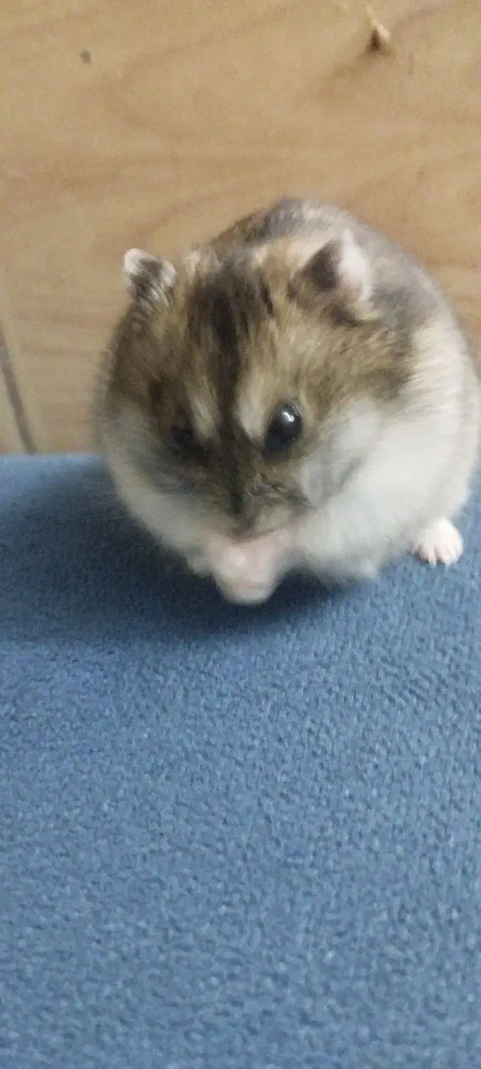 همستر کوپول فروش فوری|موش و خرگوش|اراک, |دیوار