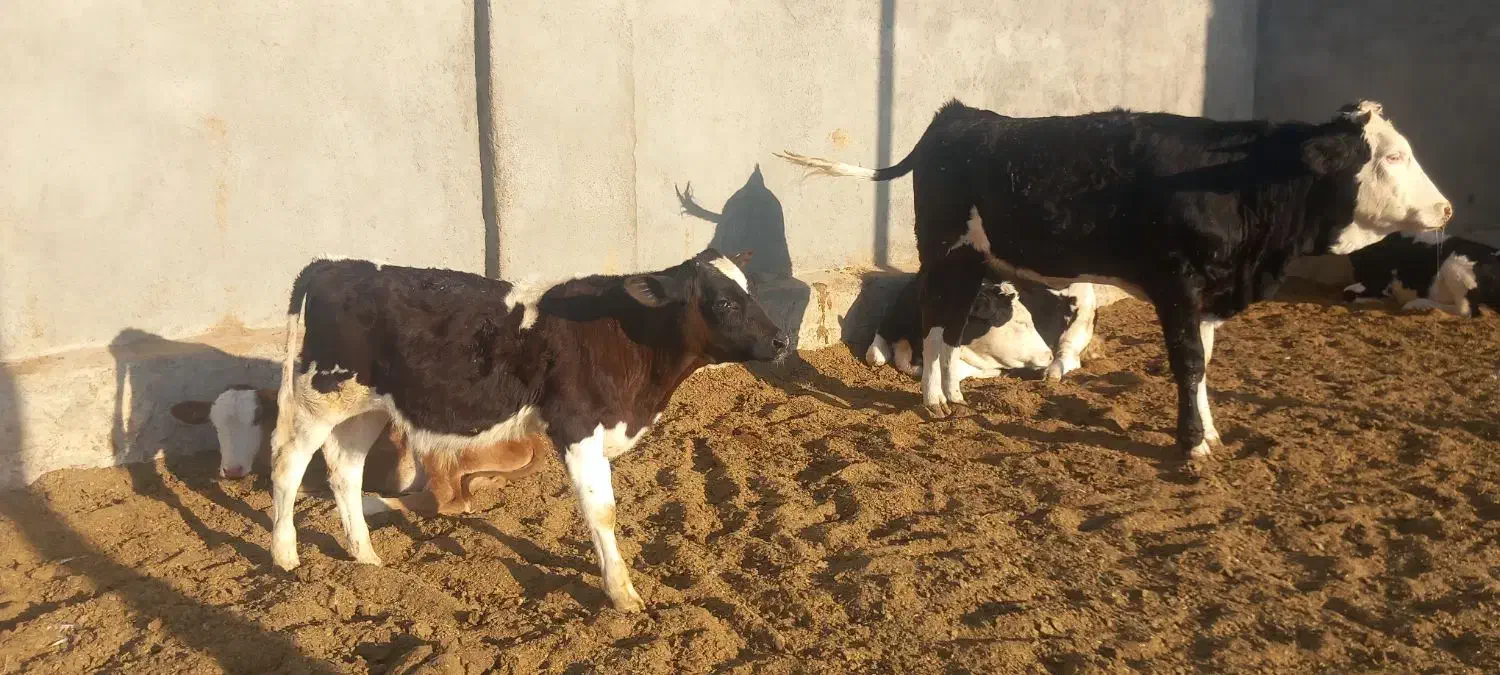 گوساله وگاو شیری|حیوانات مزرعه|باشتین, |دیوار