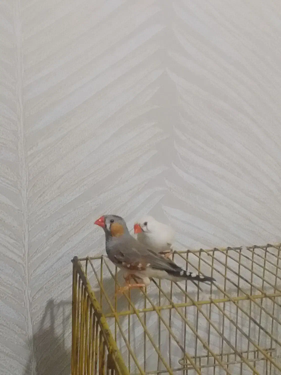 یک چفت فنچ مولد|پرنده|اندیشه, اندیشه فاز ۱|دیوار