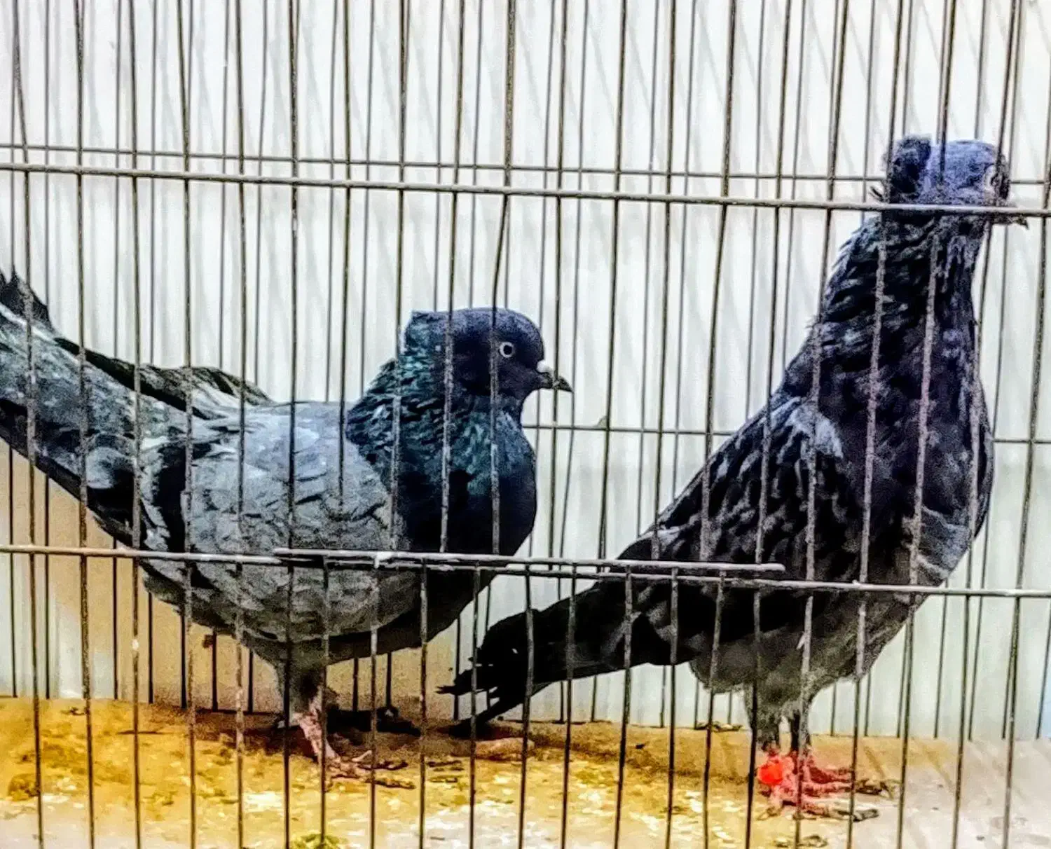 کبوتر پرشی گردن کلفت سر کله دار سو دار|پرنده|قائم‌شهر, |دیوار