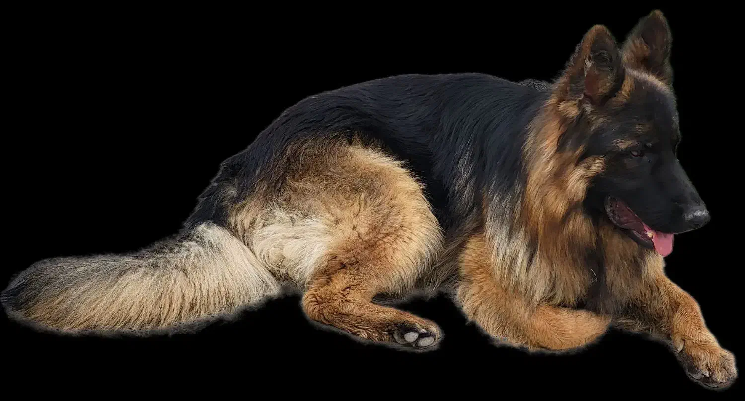 ژرمن.شولاین صددر صد خالص نر 2ساله|سگ|شیروان (خراسان), |دیوار