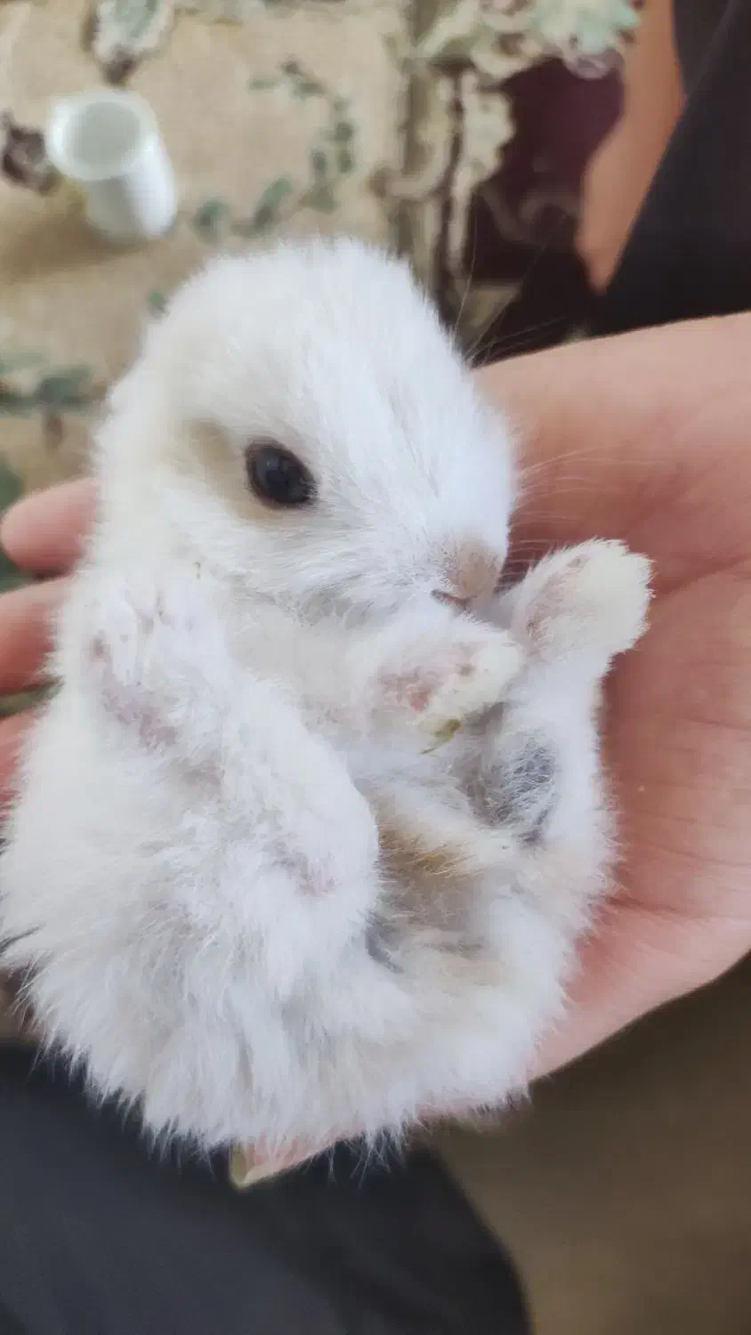 بچه خرگوش ها|موش و خرگوش|برازجان, |دیوار