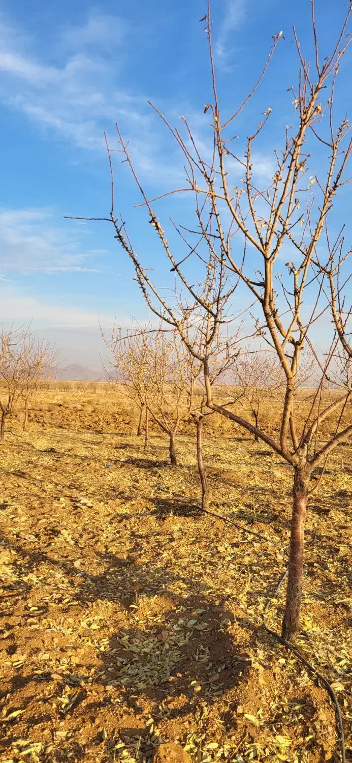 زمین کشاورزی|فروش زمین و ملک کلنگی|داران, |دیوار