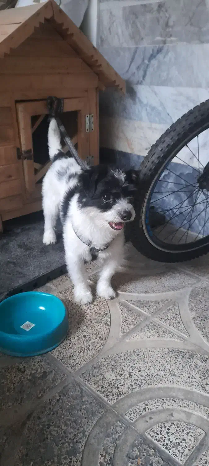 واگذاری سگ شیتزو کراس پا کوتاه|سگ|قدس, شهرقدس|دیوار