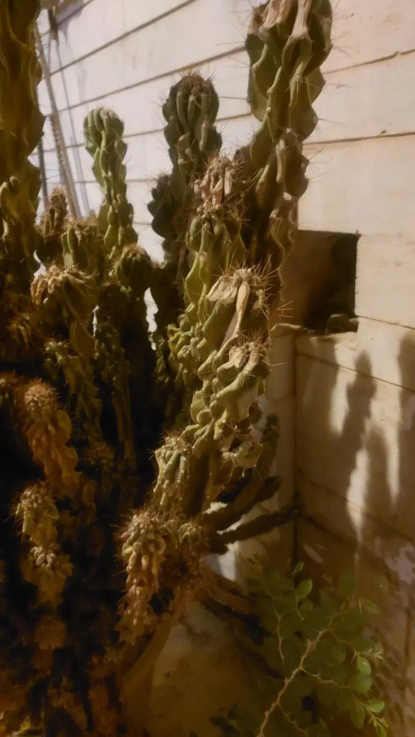 کاکتوس ارتفاع یه متری برای دکور و زیبایی|گل و گیاه طبیعی|کازرون, |دیوار