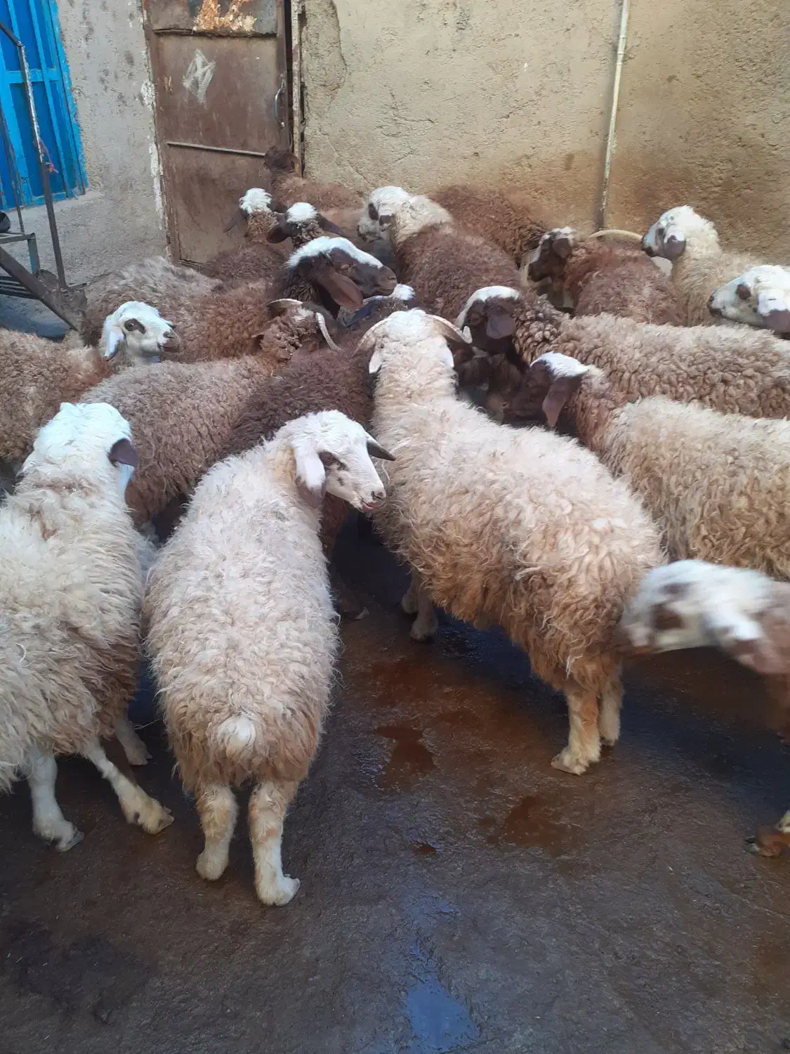 کاور  گوسفند بره|حیوانات مزرعه|دهگلان, |دیوار