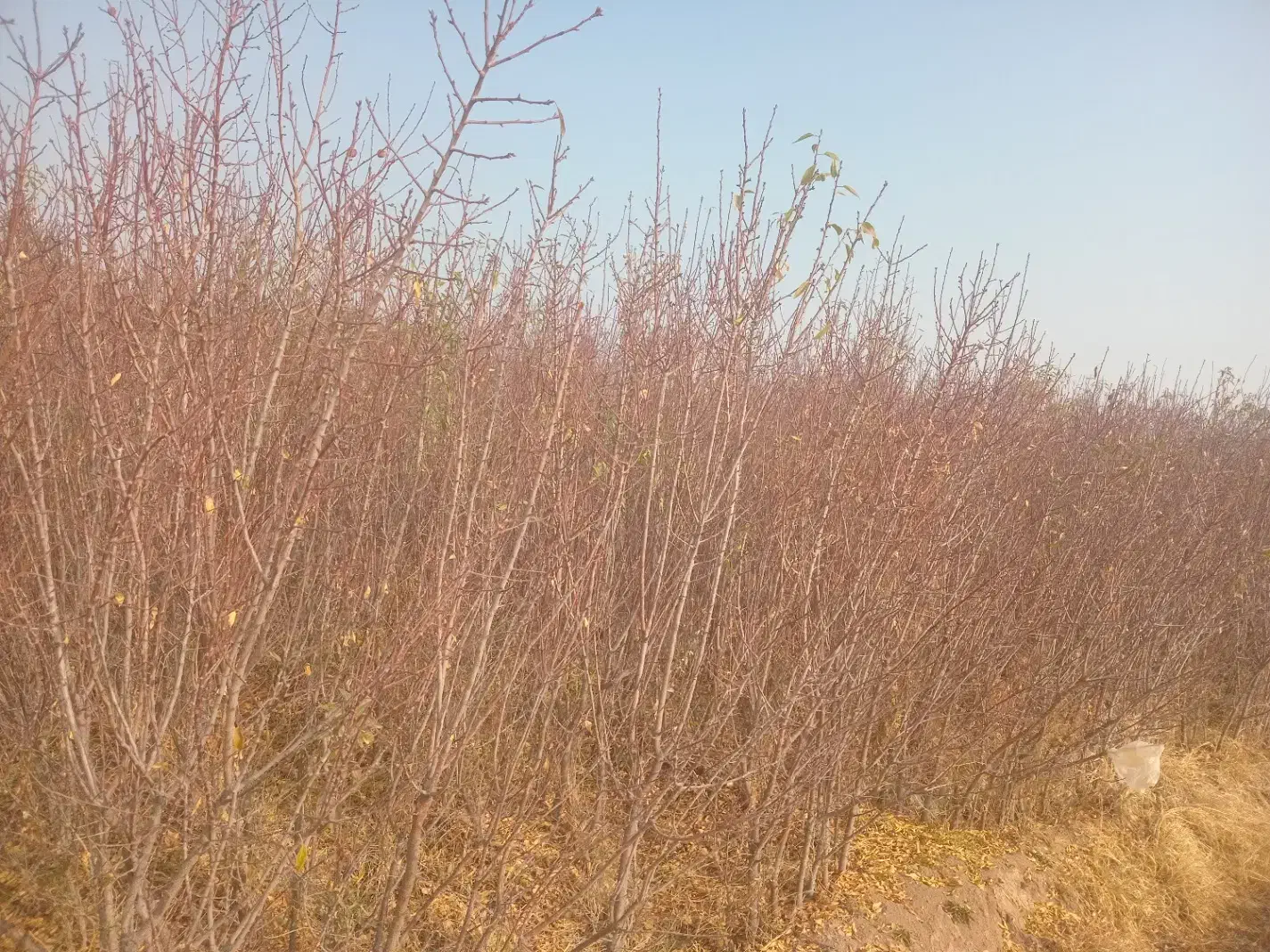 نهال بادام|خدمات باغبانی و درختکاری|خسروشاه, |دیوار