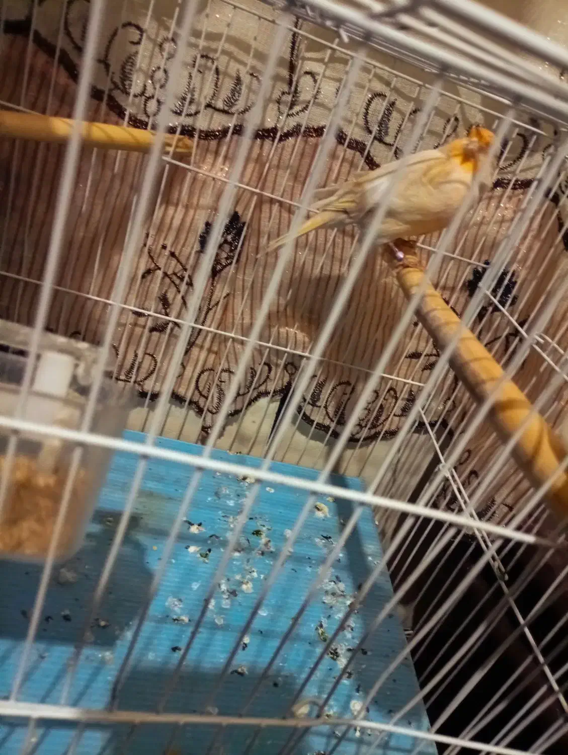 قناری نر|پرنده|رامیان, |دیوار