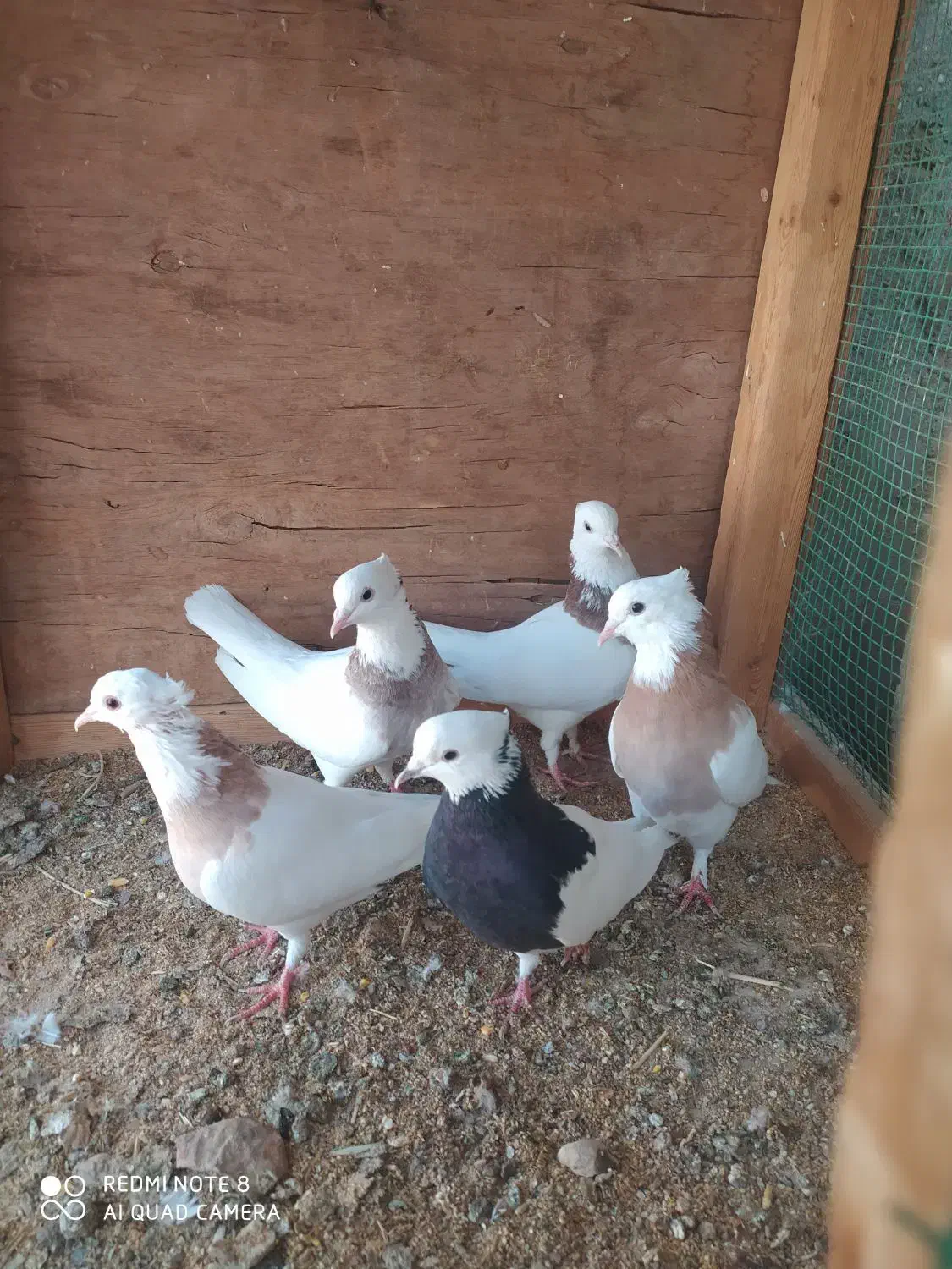 طوقی|پرنده|قشم, |دیوار